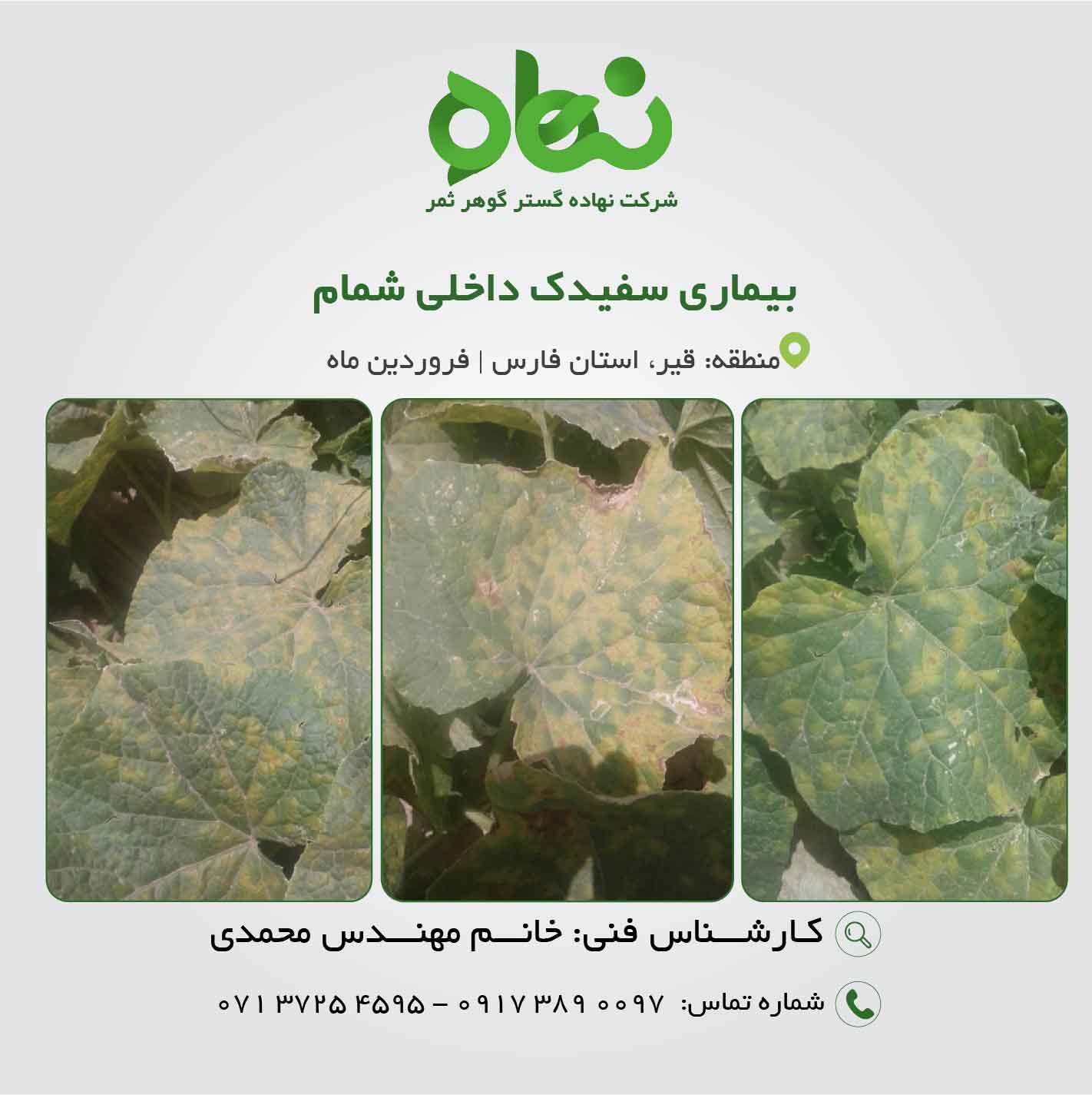 سفیدک داخلی شمام 1